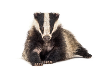 European badger, six months old