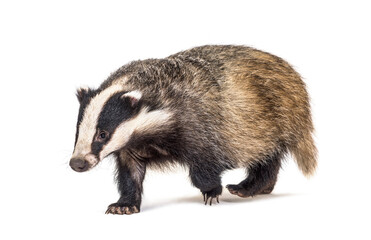 European badger walking towards the camera, six months old, isolated - 426066590