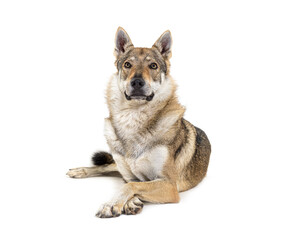Czechoslovakian Wolfdog arms crossed lying in front