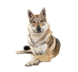 Czechoslovakian Wolfdog looking at the camera, lying in front