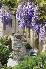 Fototapeta na wymiar French Village: flowering purple wisteria vine