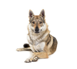 Czechoslovakian Wolfdog looking at the camera, arms crossed, lying in front