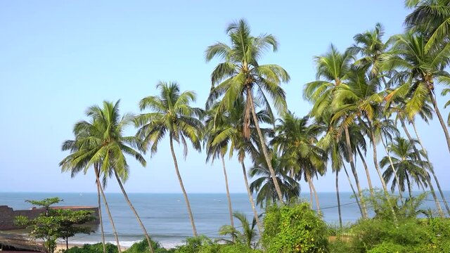 Palm tree on the tropical beach shore in Goa