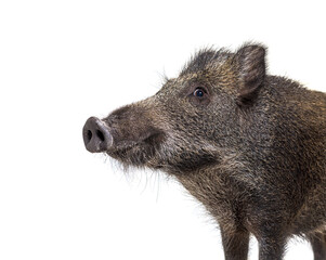 Fototapeta premium Portrait, head shot of a Wild boar, isolated on white