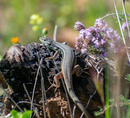 Close-up shot of Large Psammodromus (Psammodromus algirus)