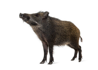 Wild boar looking up, isolated on white - obrazy, fototapety, plakaty