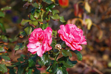 Two blooming red rose buds on bush
