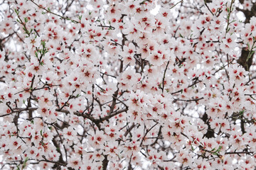 Almond tree blossoms