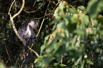 colobus monkey