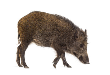 Wild boar, walking, looking down and sniffing the ground, isolated on white