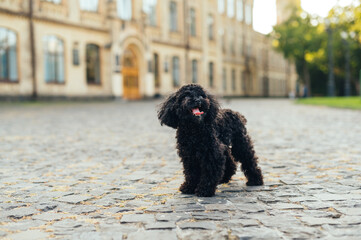 Cute funny dog breed toy poodle stands on the cobblestones on the background of the town street and stuck out his tongue.