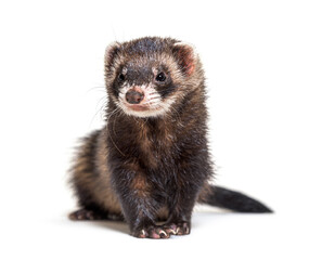European polecat looking away, in front of a white background, isolated