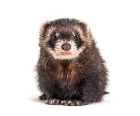 European polecat facing and looking at the camera, isolated