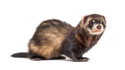 European polecat looking away, isolated