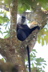 Obraz premium colobus monkey