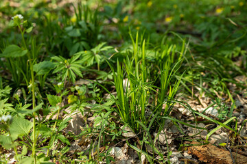 Spring in the forest and on the hills. Fresh, green grass grows among the dry leaves of last fall.