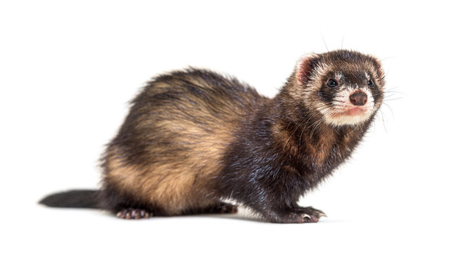 European polecat looking away, isolated