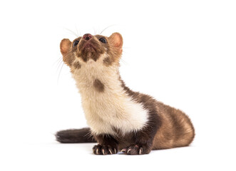 Beech marten looking away, isolated on white
