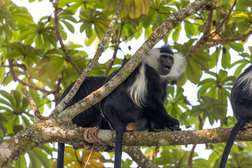 Obraz premium colobus monkey