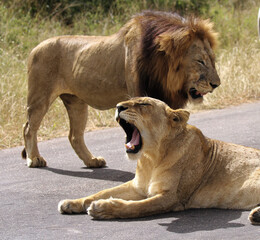 Mating pair of Lions on Tar Road, Kruger National Park