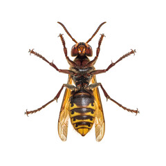 Bottom view of a european Hornet, isolated on white