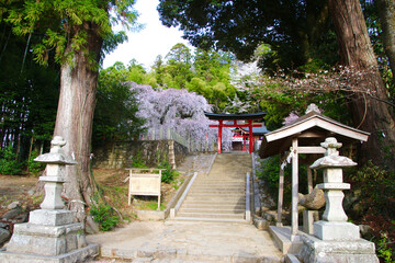 小川諏訪神社のシダレザクラ（福島県・いわき市）