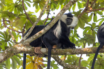 colobus monkey