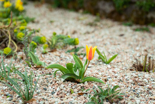 nahaufnahme tulpe im kiesbeet