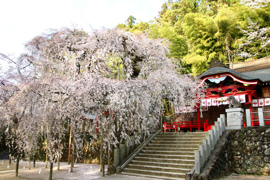 19 最適な 小川諏訪神社 画像 ストック写真 ベクター Adobe Stock 19 最適な 小川諏訪神社 画像 ストック写真 ベクター Adobe Stock