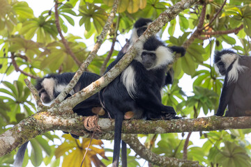 colobus monkey