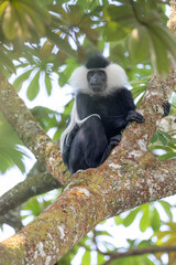 colobus monkey