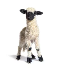 Zelfklevend Fotobehang Standing Lamb Blacknose sheep looking at the camera, three weeks old, isolated on white © Eric Isselée