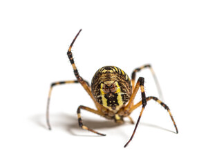 Wasp spider in distress hanging from its web, in a weird position