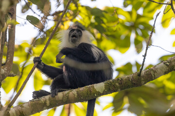 colobus monkey