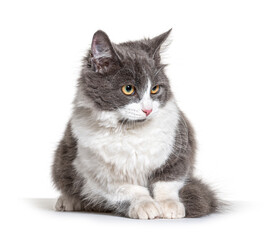 Sitting young Crossbreed cat white and grey