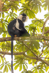 colobus monkey