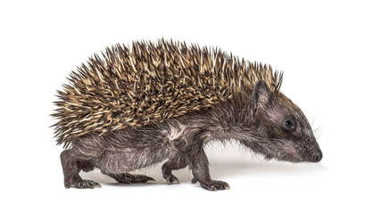 Side view of a Young European hedgehog, isolated on white