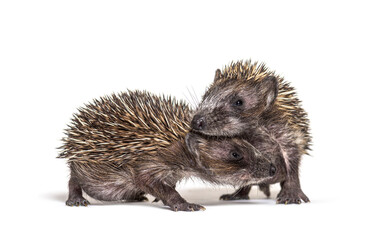 Two baby European hedgehog playing together © Eric Isselée