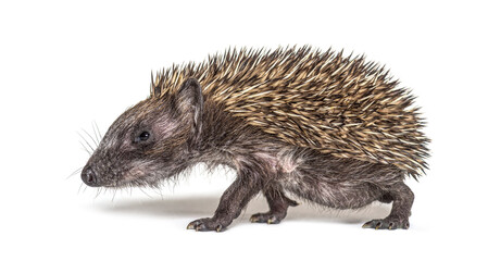 Side view of a baby European hedgehog walking on a white background