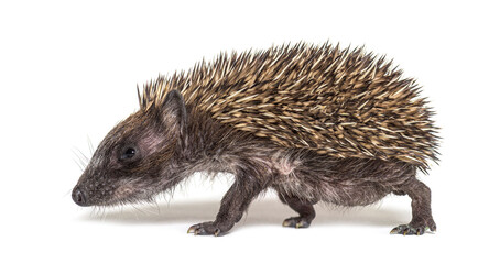Side view of a baby European hedgehog walking on a white background