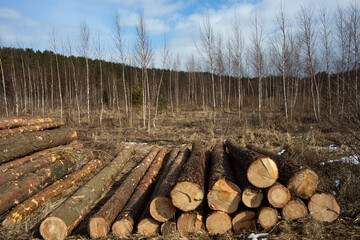 Logs stacked against the backdrop of a harsh forest