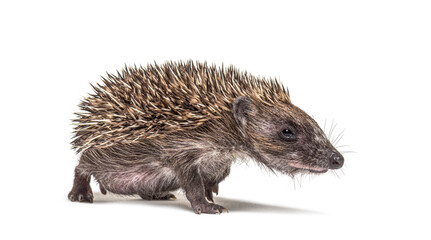 Walking Young European hedgehog looking at the camera, isolated on white
