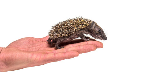 Young European hedgehog  on a human hand