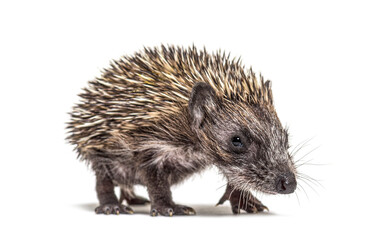 Walking Young European hedgehog looking at the camera, isolated on white