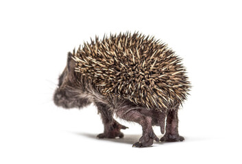 Back view of a Young European hedgehog walking away isolated on white