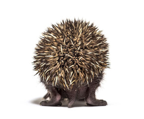 Back view of a Young European hedgehog walking away isolated on white