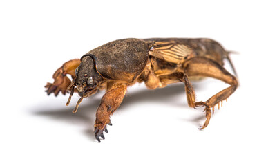 Dead European mole cricket, isolated