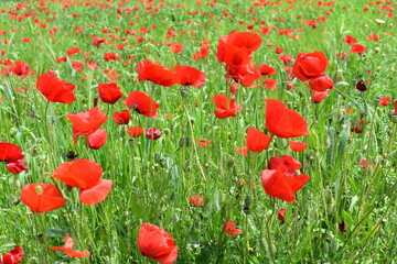 Papaverales - Red Poppy Flower