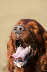 Drooling salivating irish setter dog panting in a hot summer