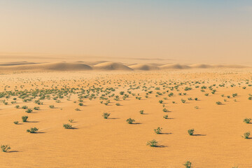 Green bushes in the Tenere desert, Niger, West Africa